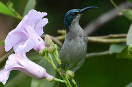 Green-headed Sunbird