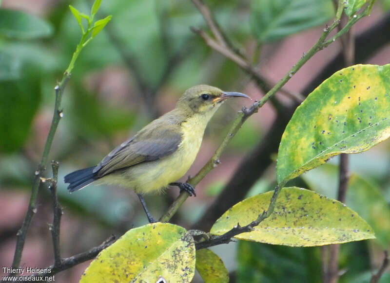 Variable Sunbirdjuvenile, identification