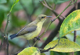 Variable Sunbird