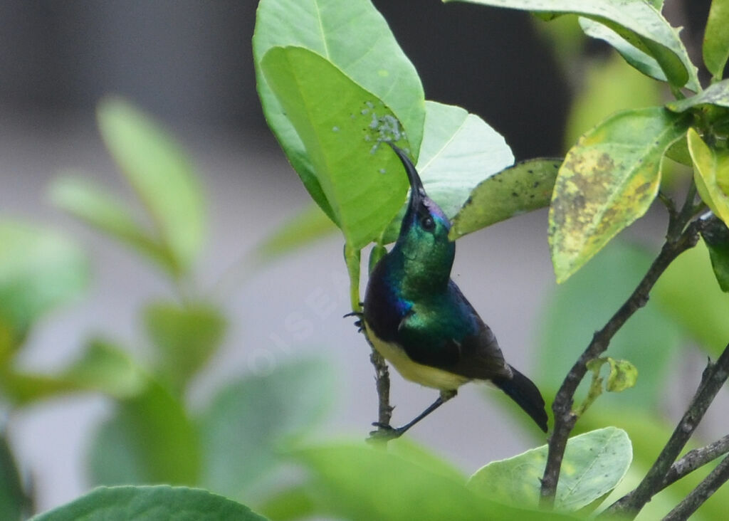 Variable Sunbird