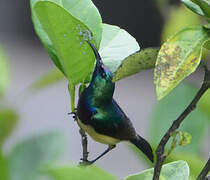 Variable Sunbird