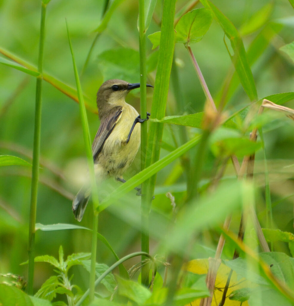 Souimanga à ventre jaune femelle adulte, identification