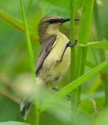 Variable Sunbird