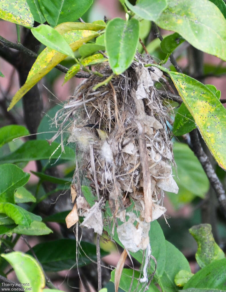 Variable Sunbird female adult, Reproduction-nesting