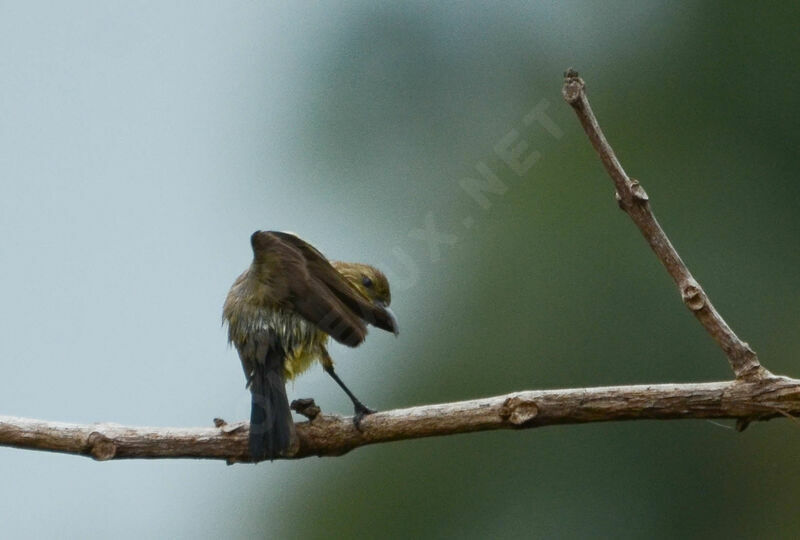 Variable Sunbird female, Behaviour