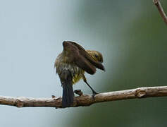 Variable Sunbird