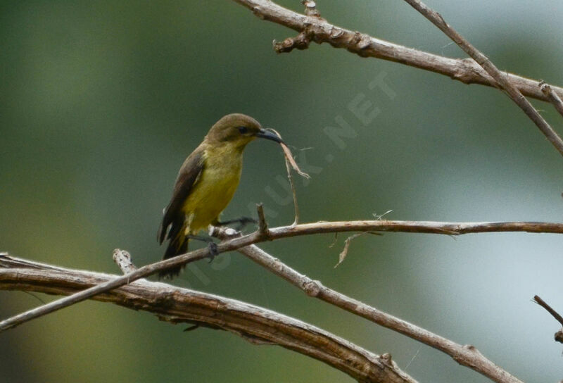 Variable Sunbird female, Reproduction-nesting, Behaviour