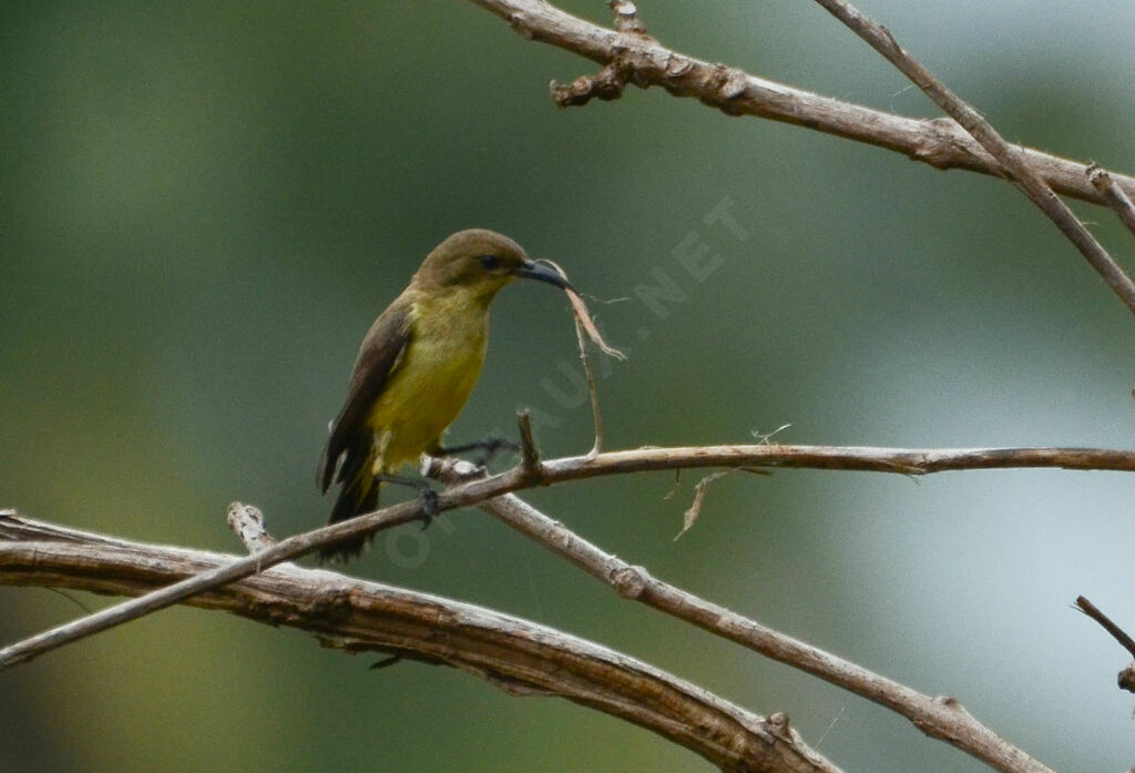 Variable Sunbird female, Reproduction-nesting, Behaviour