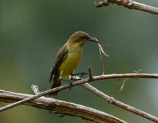 Variable Sunbird