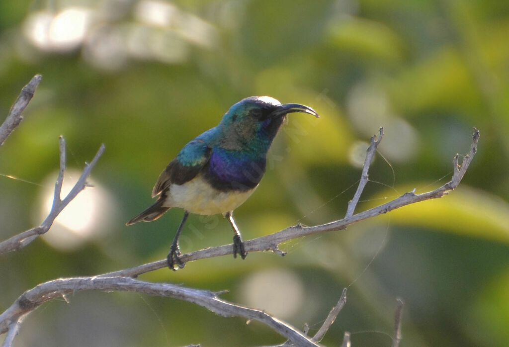 Variable Sunbird male adult, identification