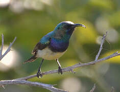 Variable Sunbird