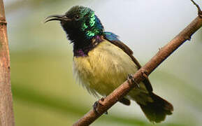 Variable Sunbird