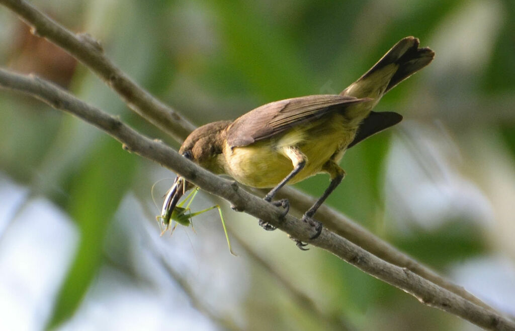 Variable Sunbirdadult, feeding habits