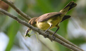 Variable Sunbird