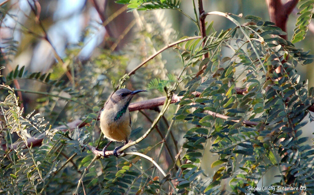 Variable Sunbird male immature