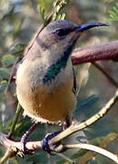 Variable Sunbird