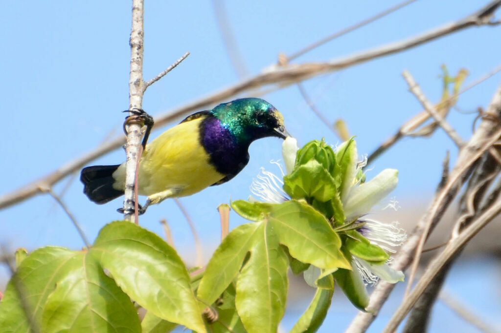 Variable Sunbird male adult breeding, feeding habits