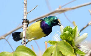 Variable Sunbird