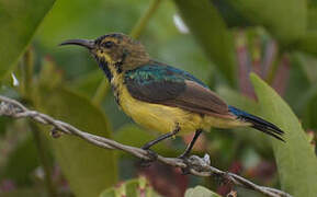 Variable Sunbird