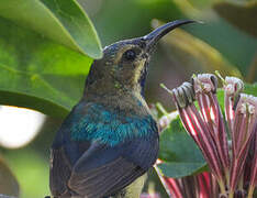 Variable Sunbird