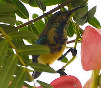 Variable Sunbird