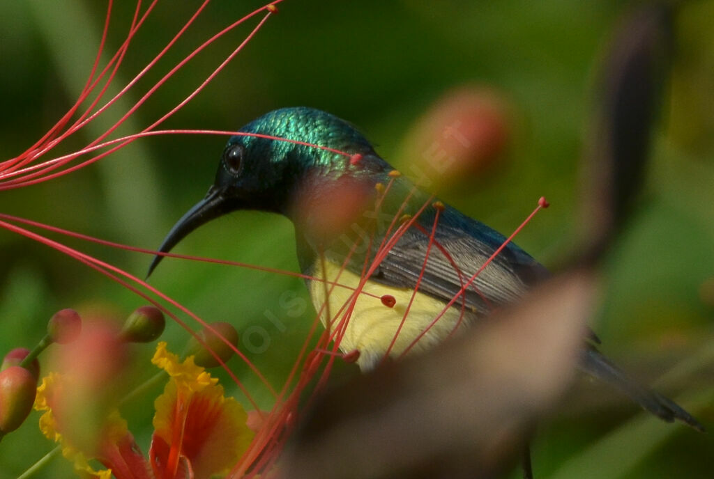 Variable Sunbirdadult breeding, identification