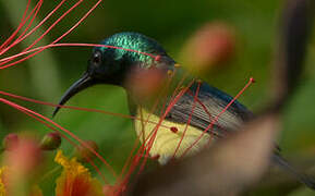 Variable Sunbird