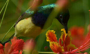 Variable Sunbird