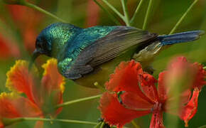 Variable Sunbird