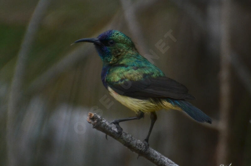 Variable Sunbird male adult, identification