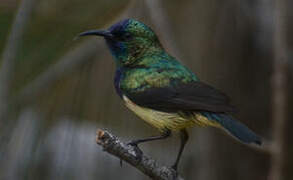 Variable Sunbird