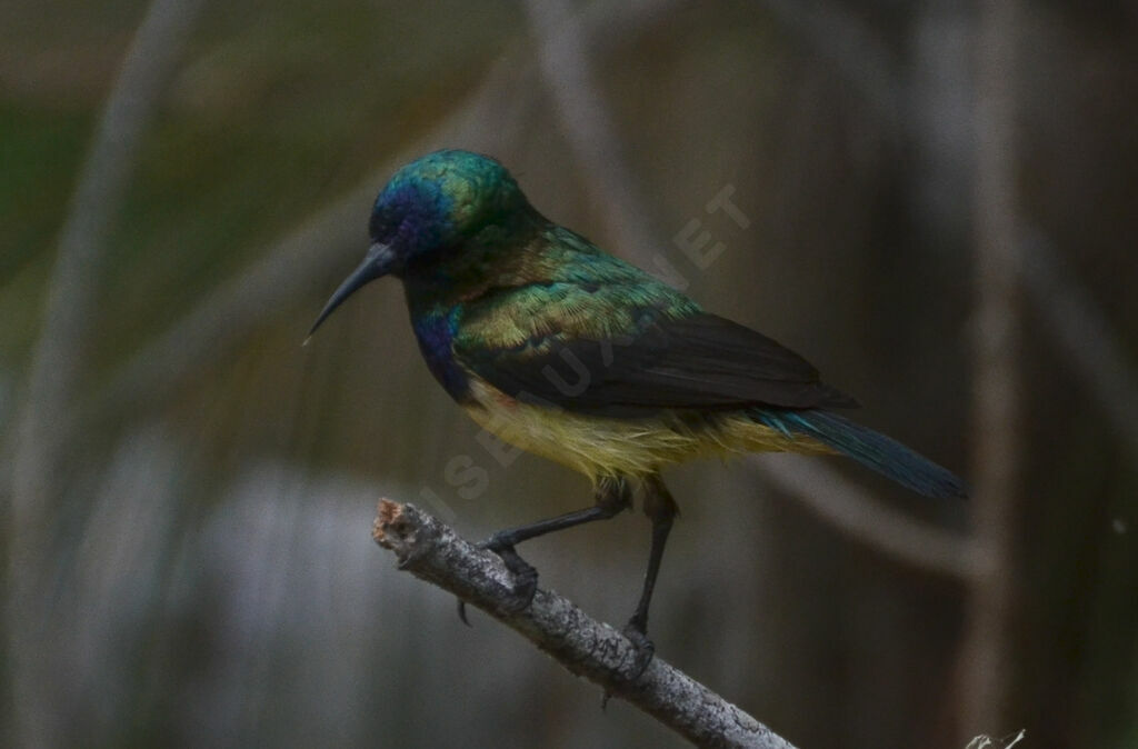 Variable Sunbird male adult, identification