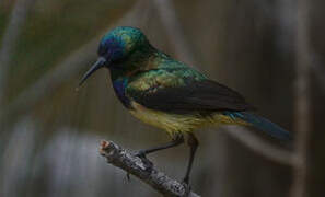 Variable Sunbird