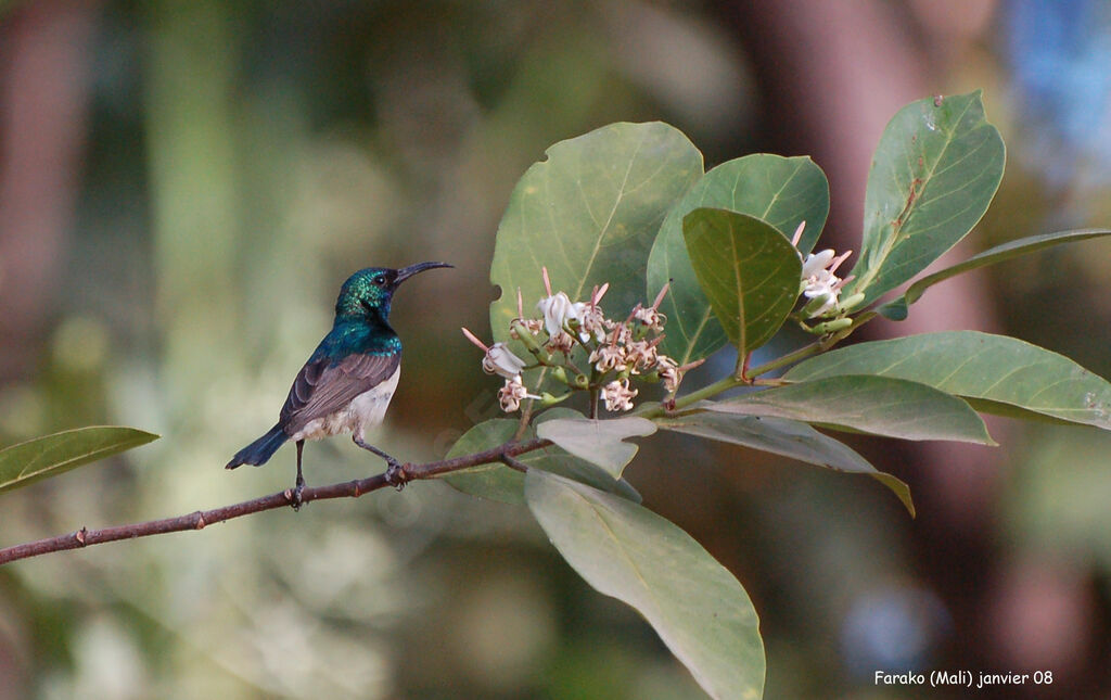 Variable Sunbird male immature