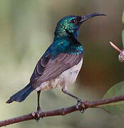 Variable Sunbird