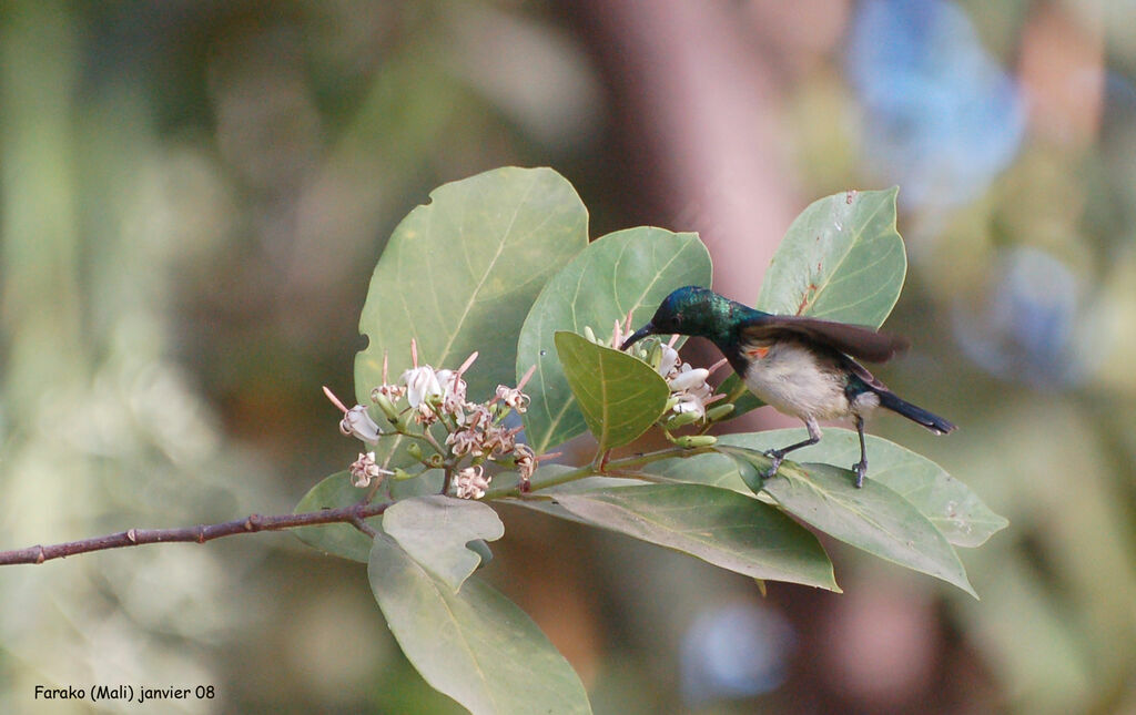 Variable Sunbird male immature