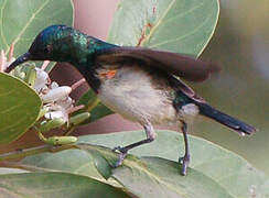 Variable Sunbird