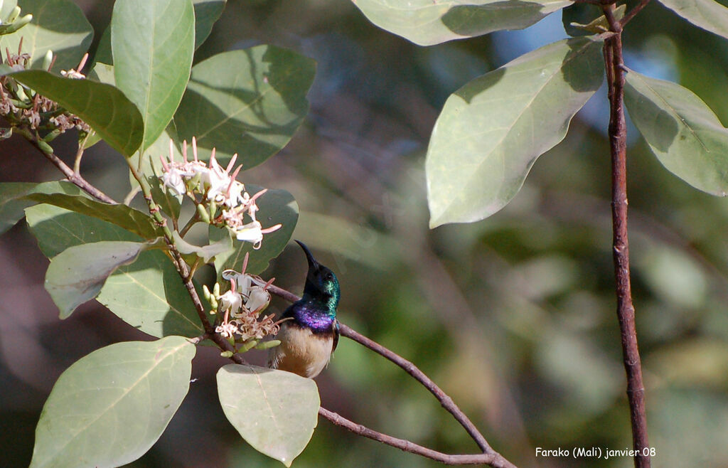 Variable Sunbird male immature