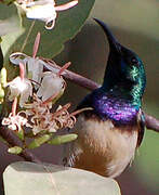 Variable Sunbird