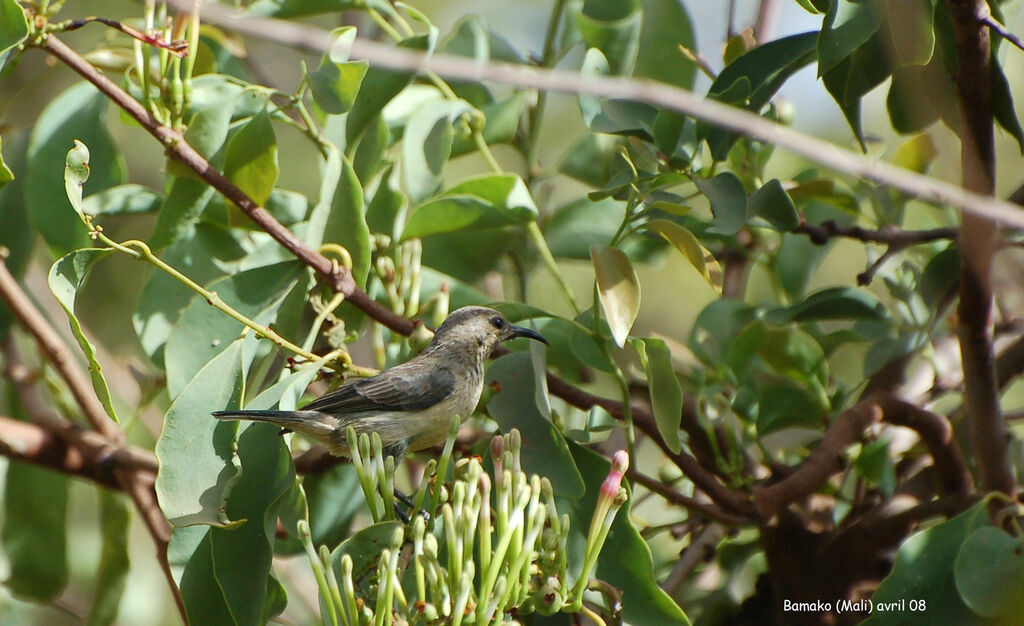 Variable Sunbird female adult