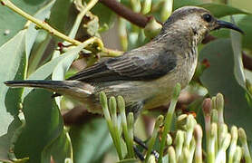 Variable Sunbird