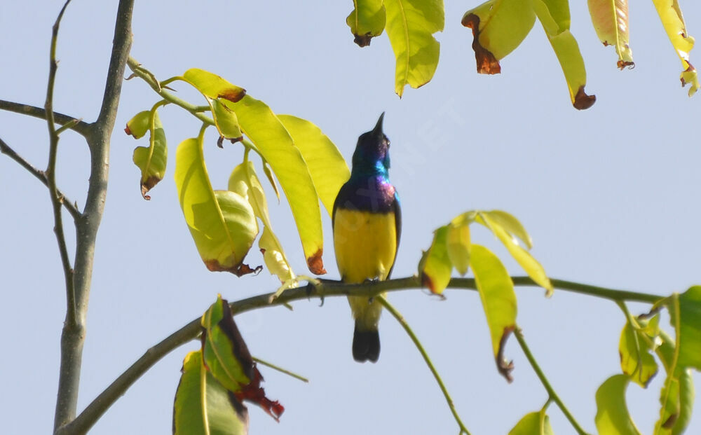 Variable Sunbird male adult