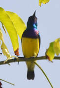 Variable Sunbird