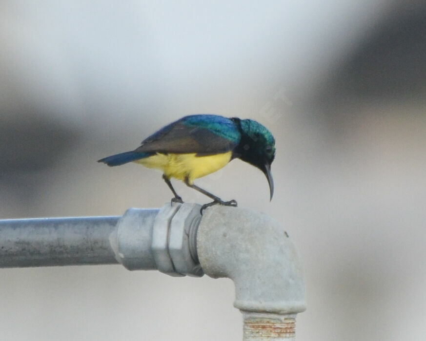 Variable Sunbird