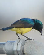 Variable Sunbird