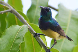 Variable Sunbird