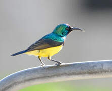 Variable Sunbird