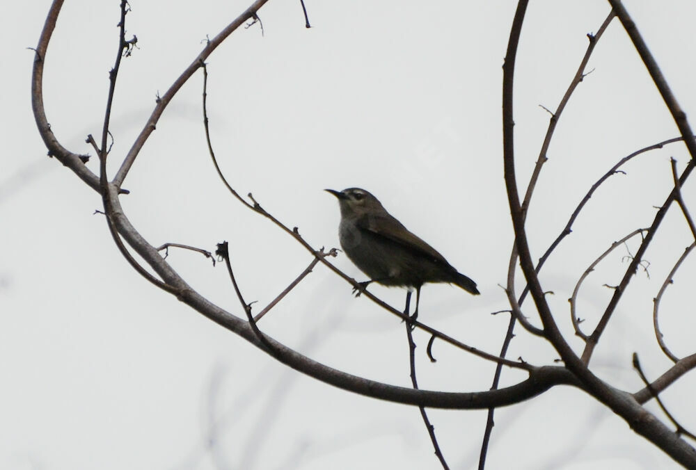 Mangrove Sunbirdadult