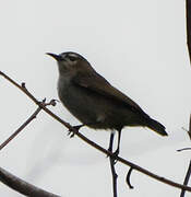 Mangrove Sunbird