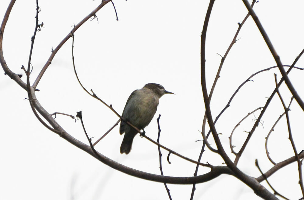 Mangrove Sunbird